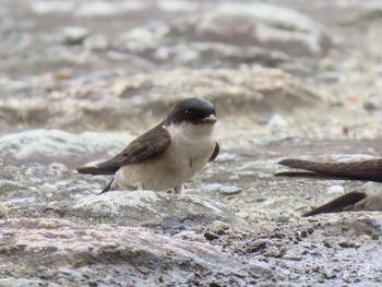 Asian House Martin 淀川河川公園 Sat, 3/30/2024