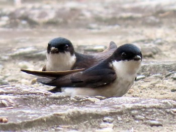 Asian House Martin 淀川河川公園 Sun, 3/31/2024