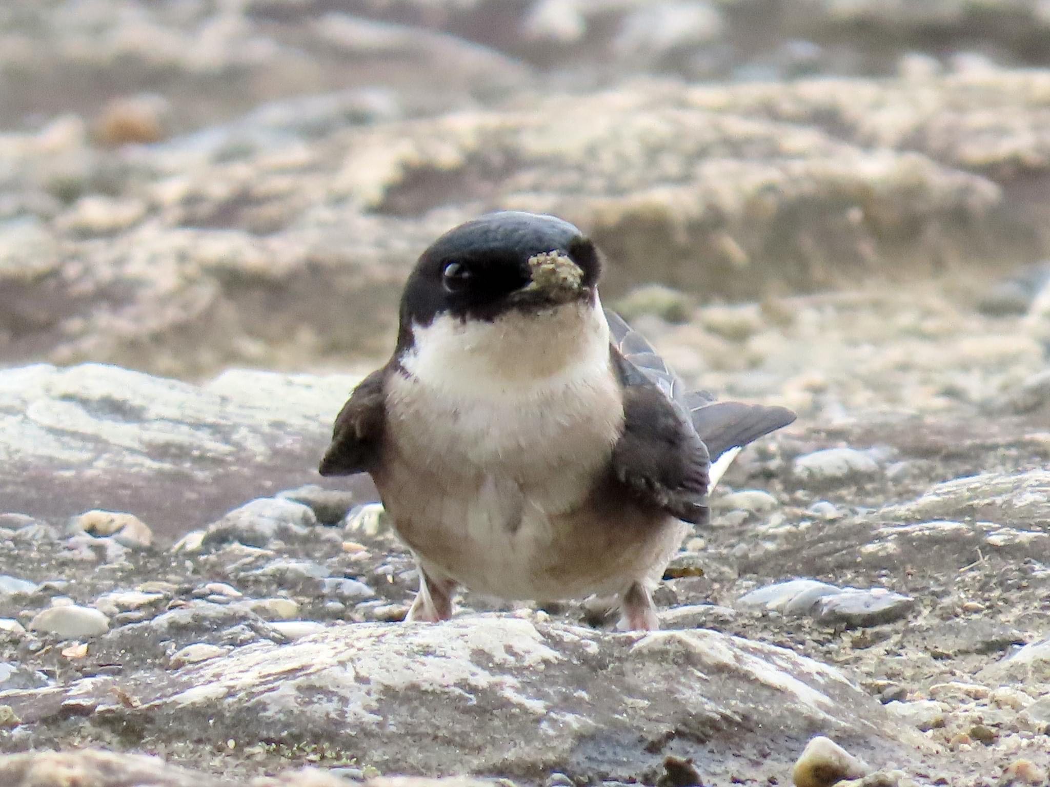 Photo of Asian House Martin at 淀川河川公園 by えりにゃん店長