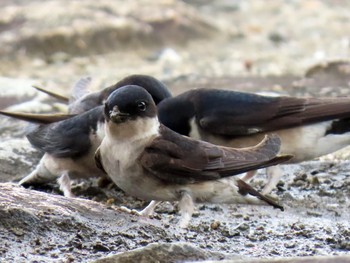 Asian House Martin 淀川河川公園 Sun, 3/31/2024