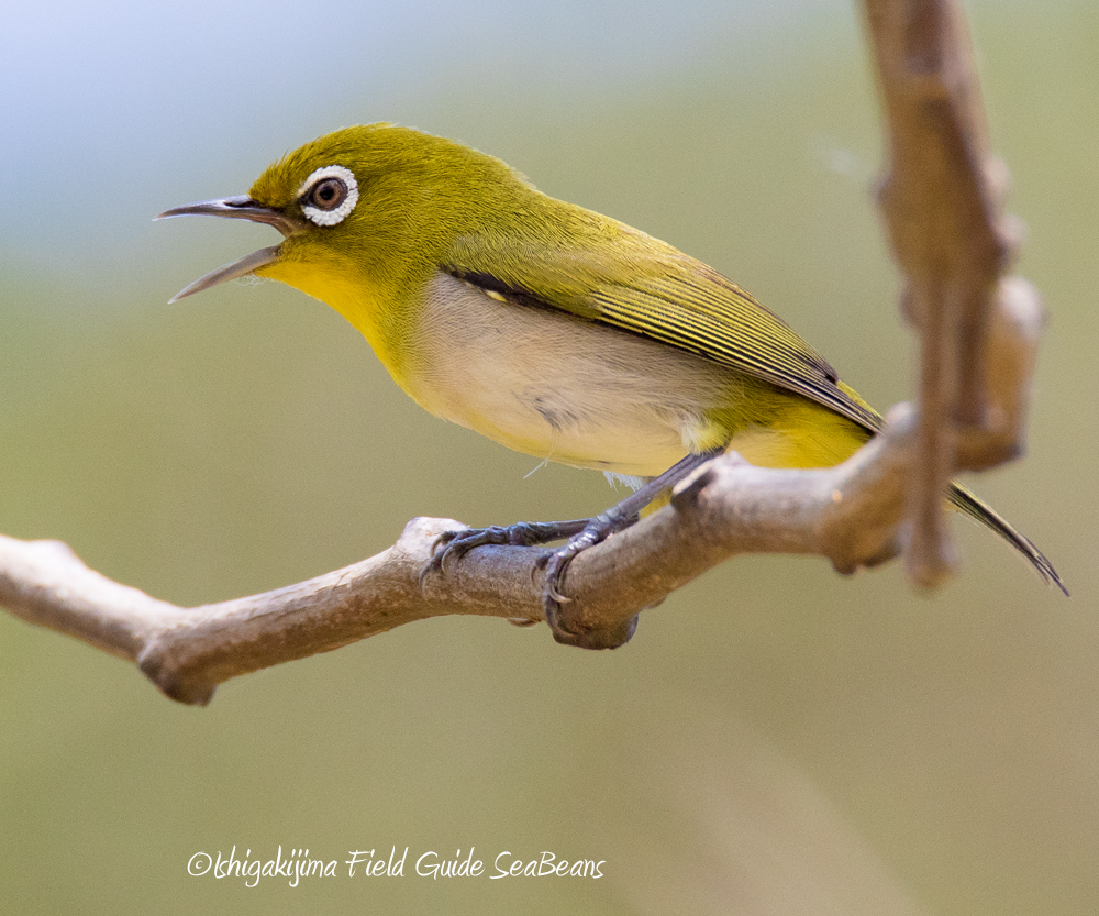 Photo of Japanese White-eye(loochooensis) at Ishigaki Island by 石垣島バードウオッチングガイドSeaBeans