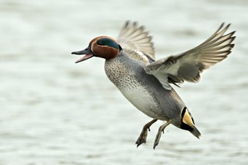 Eurasian Teal 横浜市 Mon, 1/22/2024