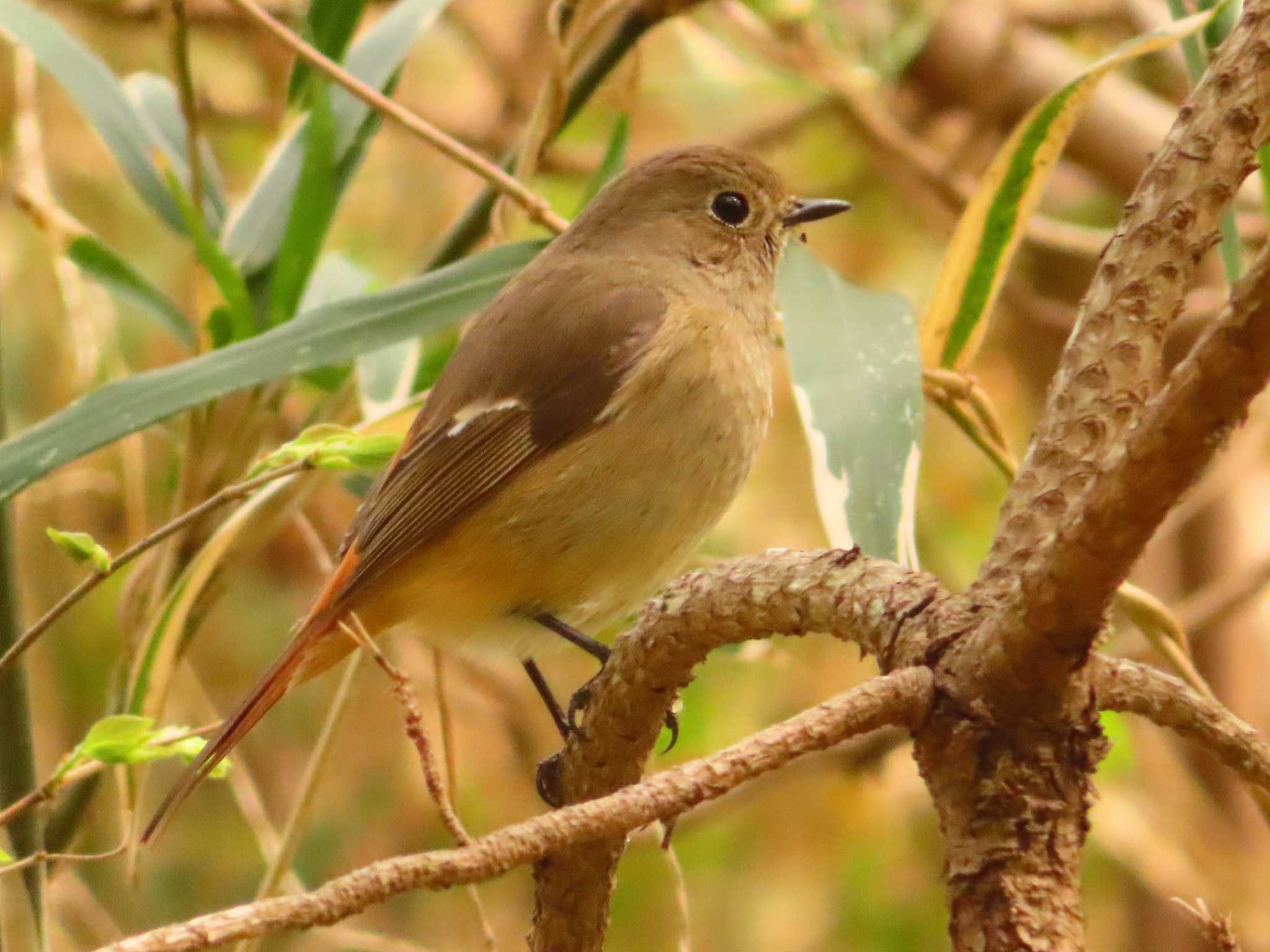 Daurian Redstart