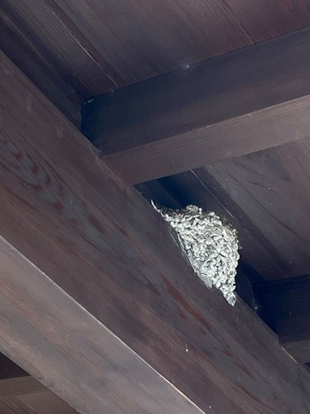 Barn Swallow ツバメハイツ2024 Thu, 4/4/2024