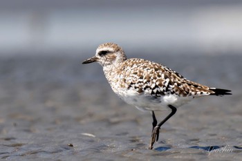 Grey Plover Sambanze Tideland Sat, 3/30/2024