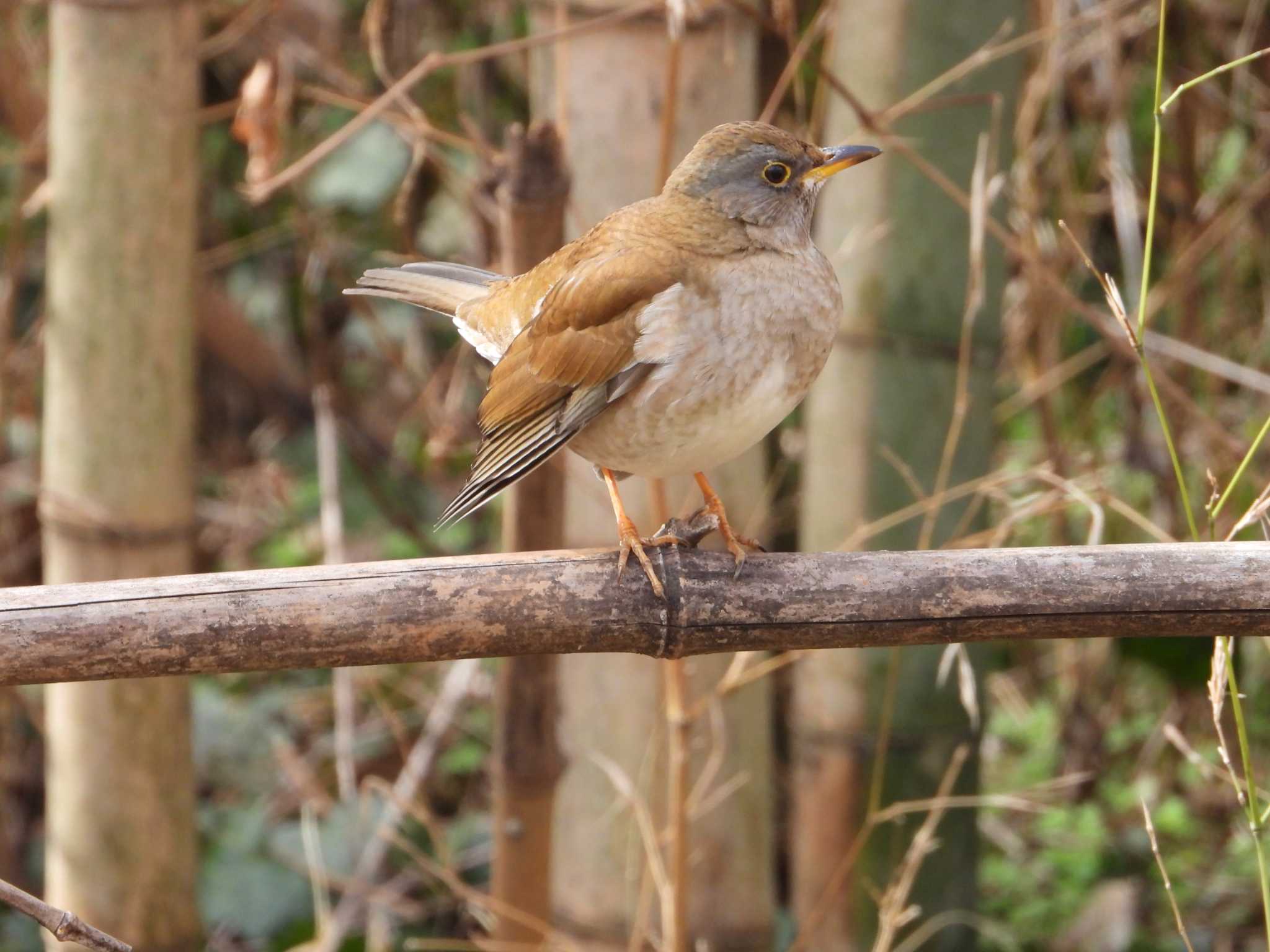 Pale Thrush