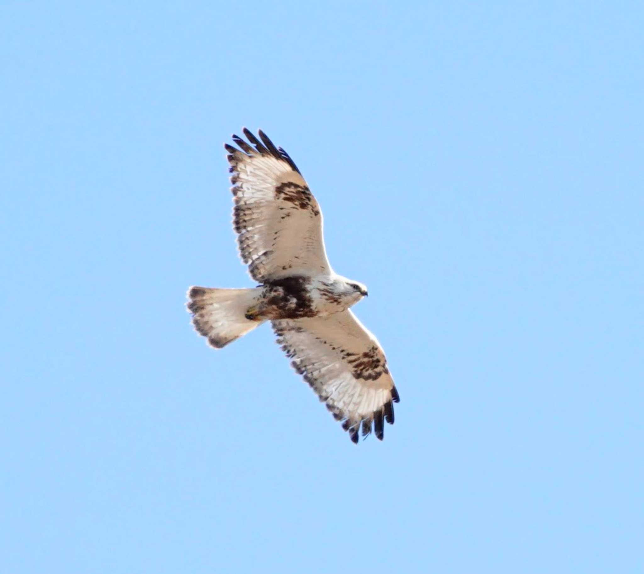 Photo of Rough-legged Buzzard at  by サジタリウスの眼