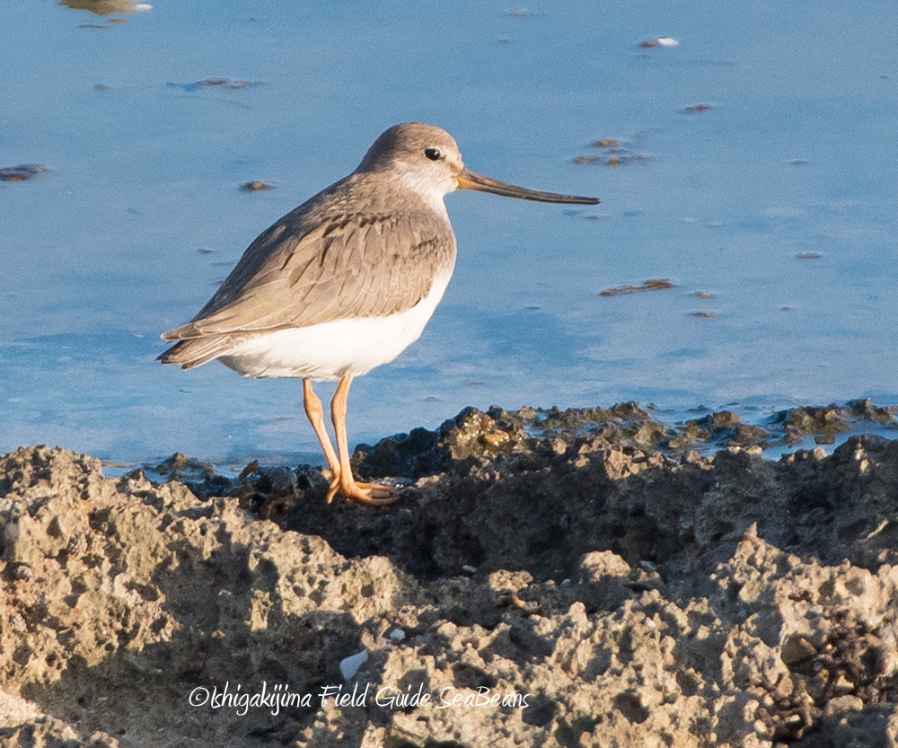 Terek Sandpiper