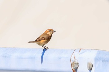 Bull-headed Shrike 赤根川 Sun, 3/3/2024