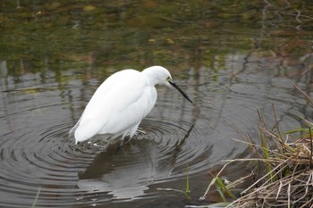 Little Egret Nogawa Thu, 3/28/2024