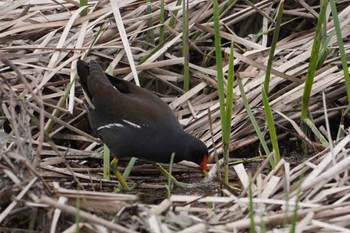 Common Moorhen Nogawa Thu, 3/28/2024