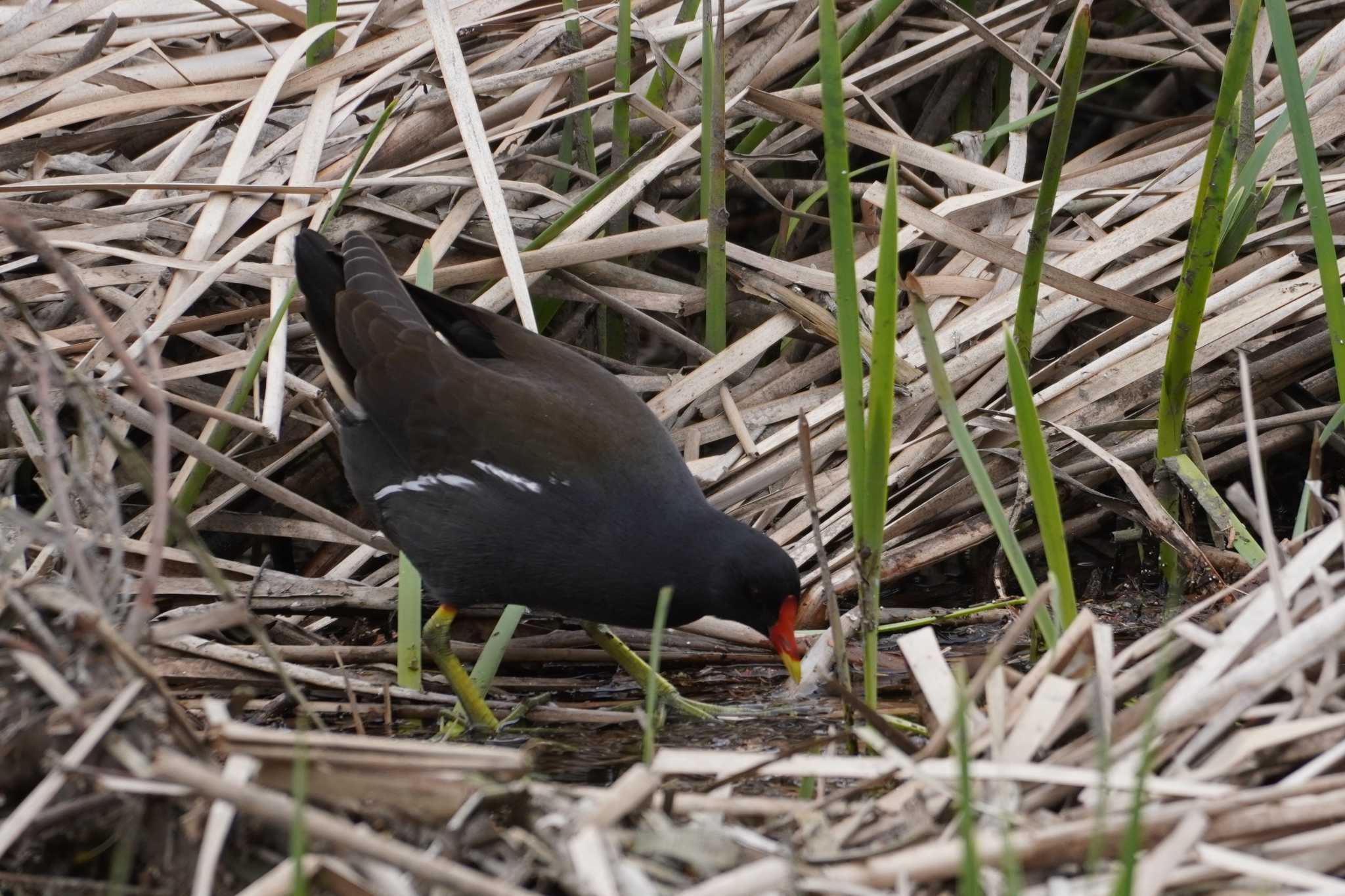 Photo of Common Moorhen at Nogawa by たっちゃんち