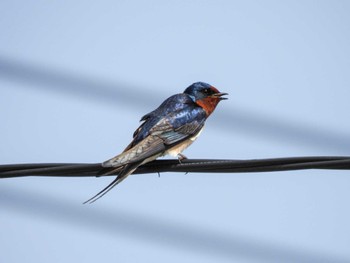 Barn Swallow Unknown Spots Tue, 4/2/2024