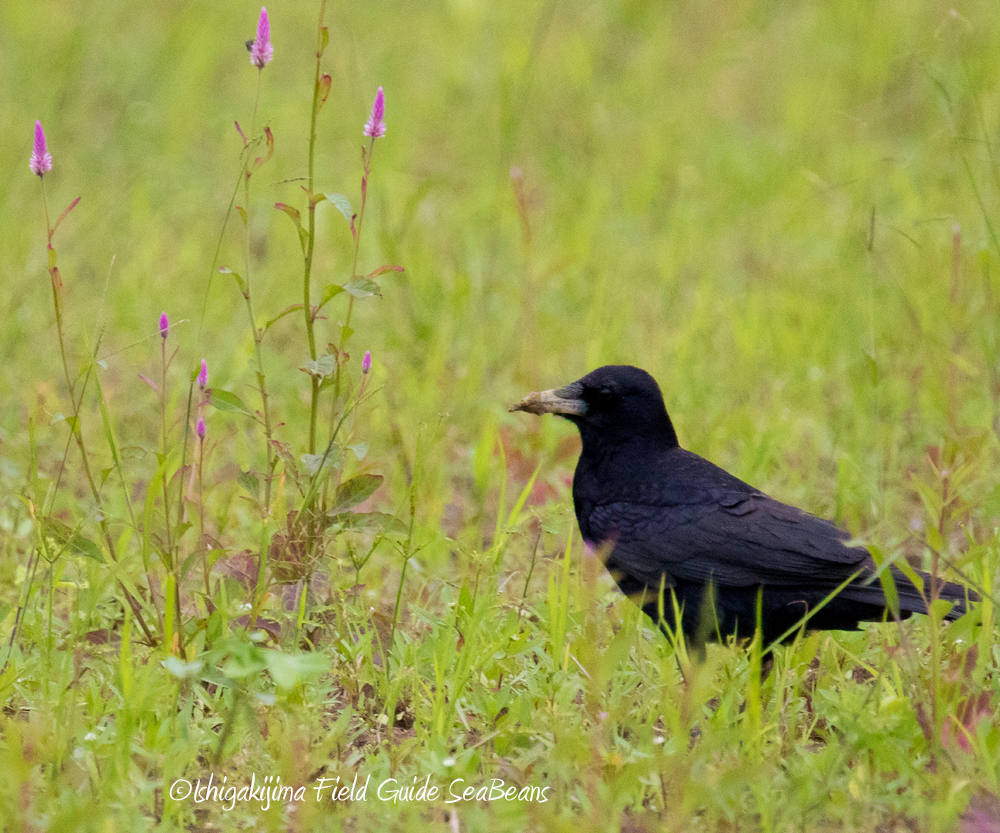 Photo of Rook at Ishigaki Island by 石垣島バードウオッチングガイドSeaBeans