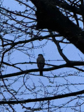 Japanese Sparrowhawk MFχ(23区西部) Thu, 4/4/2024