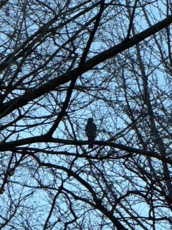 Japanese Sparrowhawk MFχ(23区西部) Thu, 4/4/2024