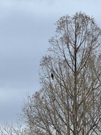 2024年4月4日(木) MFχ(23区西部)の野鳥観察記録