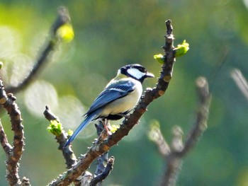 シジュウカラ 稲佐山公園 2024年4月2日(火)