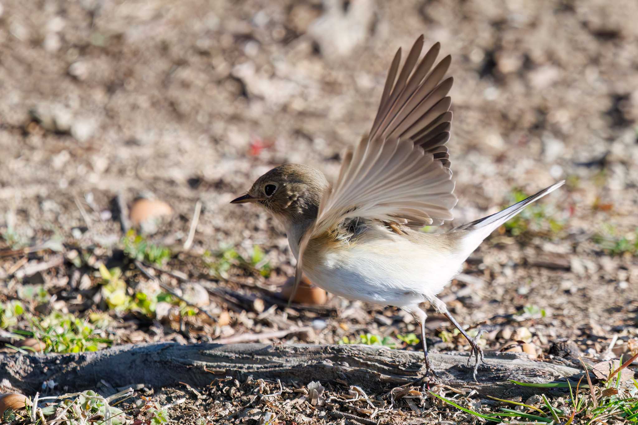 Photo of Red-breasted Flycatcher at まつぶし緑の丘公園 by d3_plus