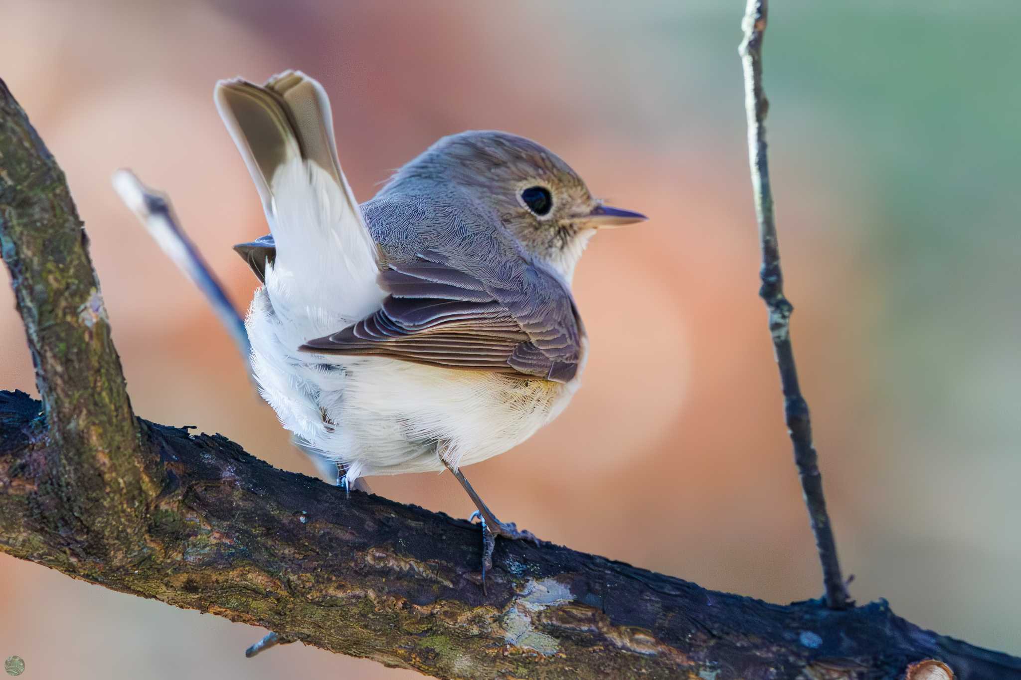 Red-breasted Flycatcher