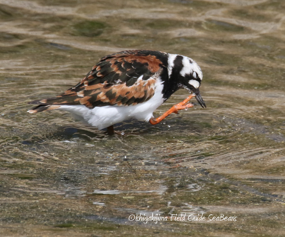 Ruddy Turnstone