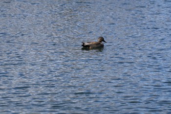 2024年3月10日(日) 中郷温水池公園(三島市)の野鳥観察記録