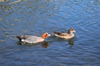 ヒドリガモ 中郷温水池公園(三島市) 2024年3月10日(日)