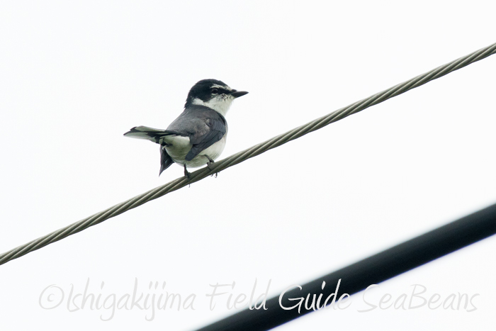 Photo of Ryukyu Minivet at Ishigaki Island by 石垣島バードウオッチングガイドSeaBeans