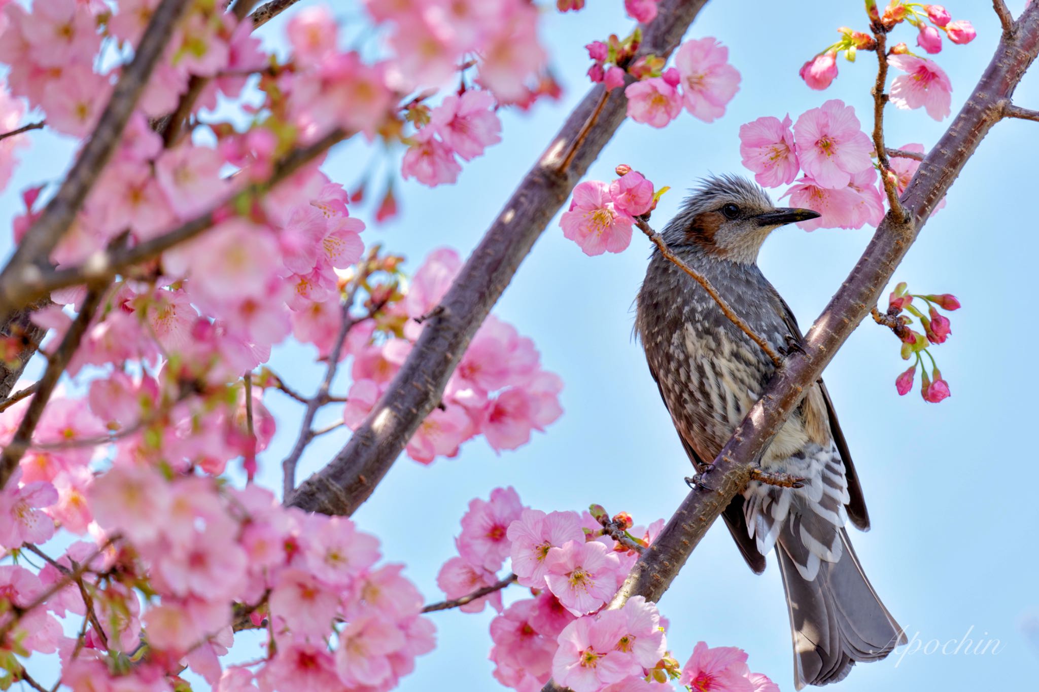 Brown-eared Bulbul