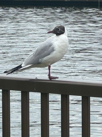 Thu, 4/4/2024 Birding report at 新中川河川敷