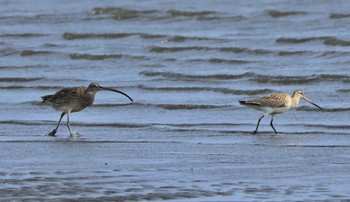 Far Eastern Curlew Kasai Rinkai Park Tue, 4/2/2024