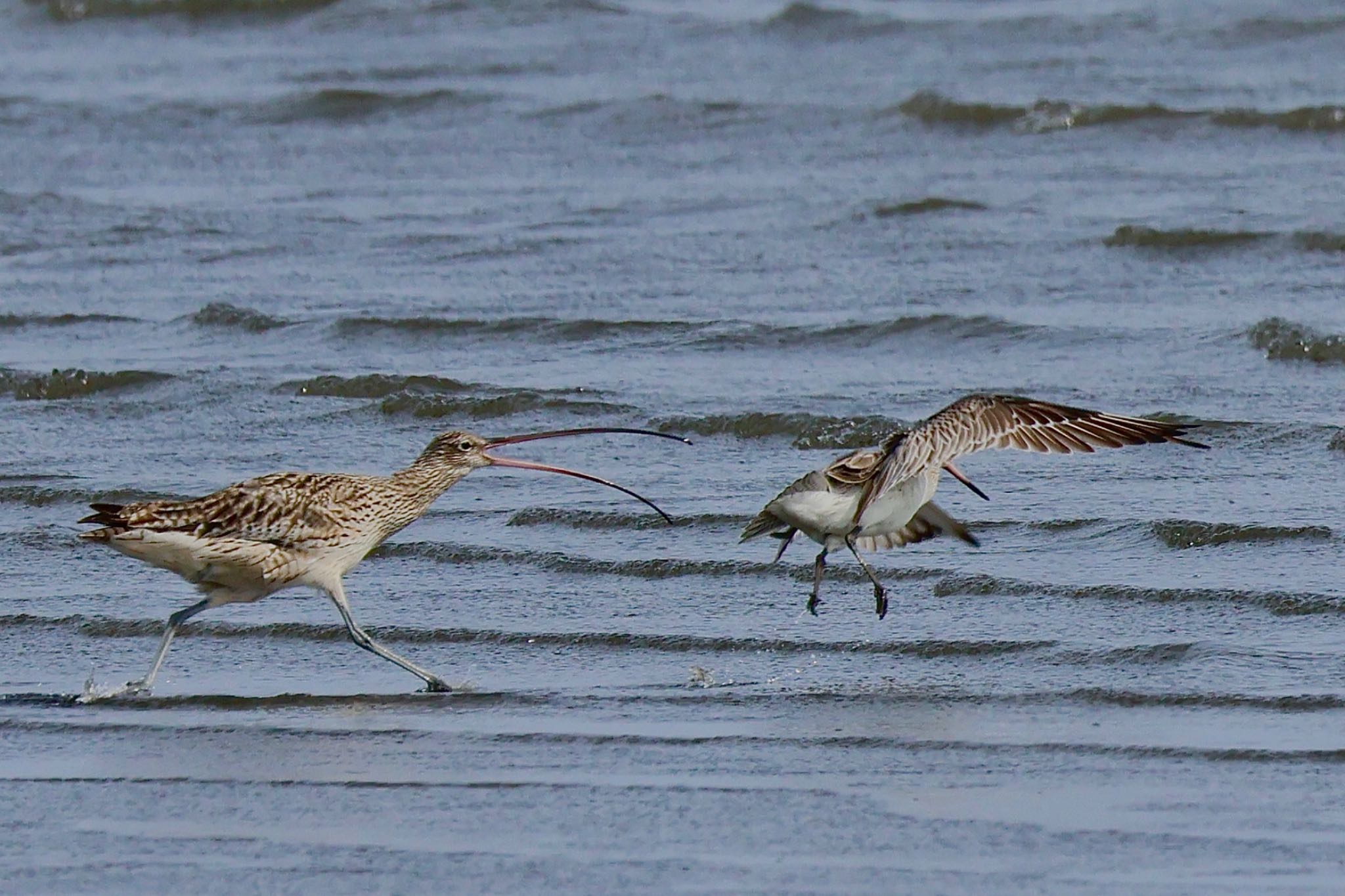 Far Eastern Curlew