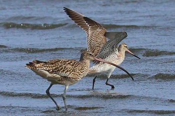 Far Eastern Curlew Kasai Rinkai Park Tue, 4/2/2024