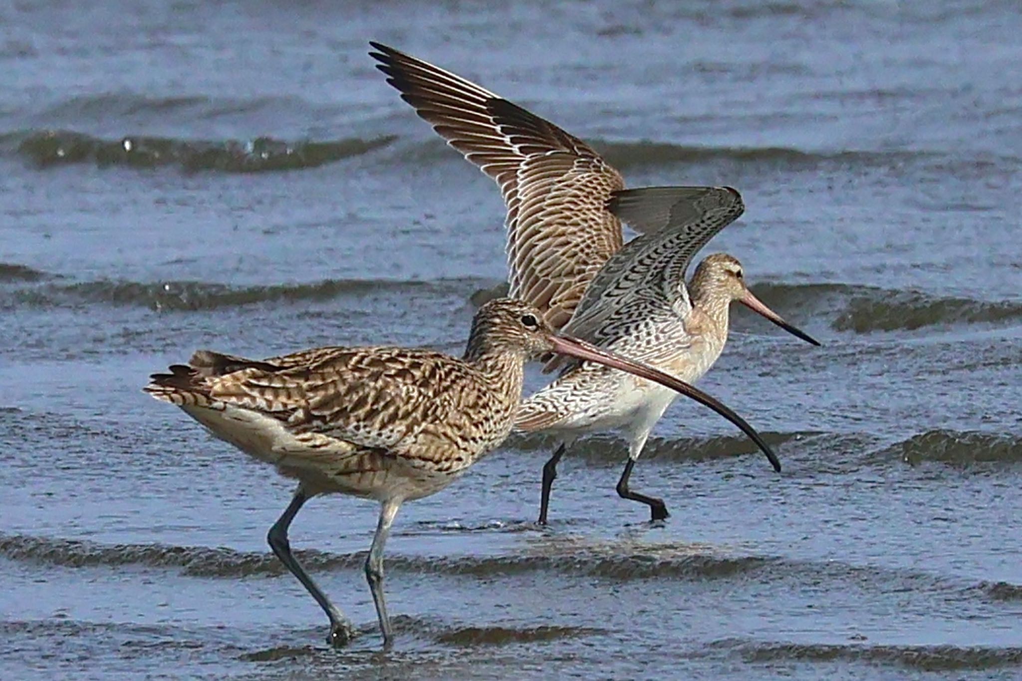 Far Eastern Curlew