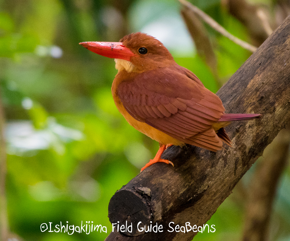 Photo of Ruddy Kingfisher(bangsi) at Ishigaki Island by 石垣島バードウオッチングガイドSeaBeans