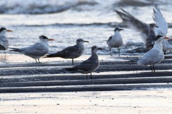 Laughing Gull コスタリカ Sat, 2/10/2024