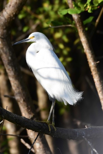 Snowy Egret コスタリカ Sat, 2/10/2024