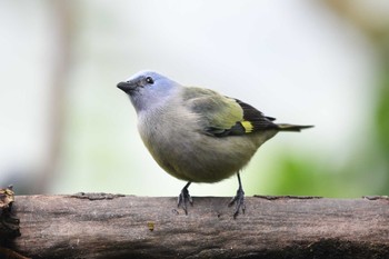 Yellow-winged Tanager コスタリカ Fri, 2/9/2024