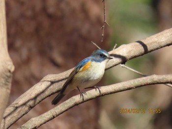 Red-flanked Bluetail 井頭公園 Mon, 2/12/2024