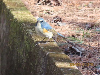 Red-flanked Bluetail 井頭公園 Mon, 2/12/2024