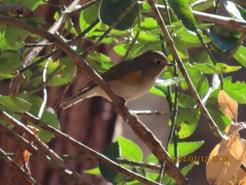 Red-flanked Bluetail 井頭公園 Mon, 2/12/2024