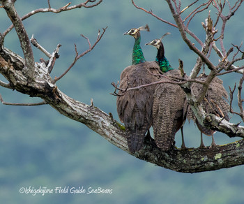 Indian Peafowl Ishigaki Island Unknown Date