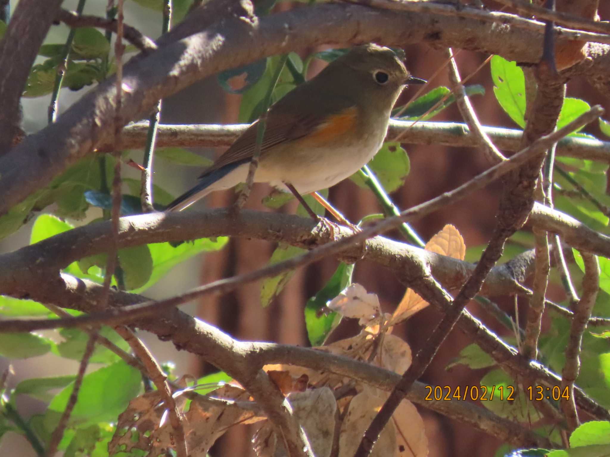 Red-flanked Bluetail