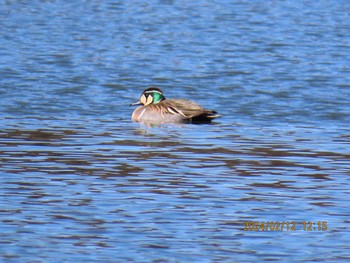 Baikal Teal 井頭公園 Mon, 2/12/2024