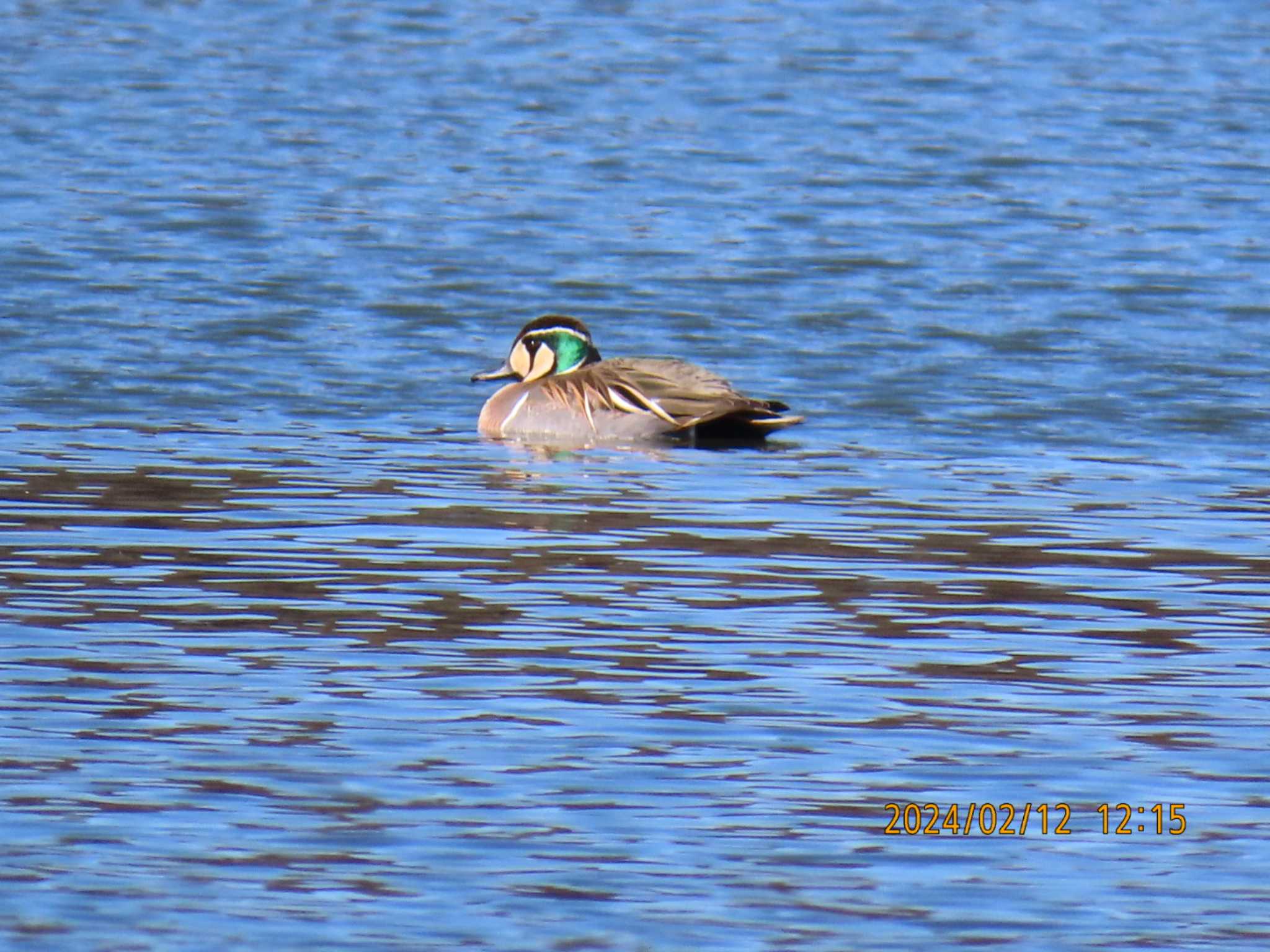 Baikal Teal