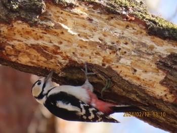 2024年2月12日(月) 井頭公園の野鳥観察記録