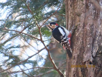 アカゲラ 井頭公園 2024年2月12日(月)