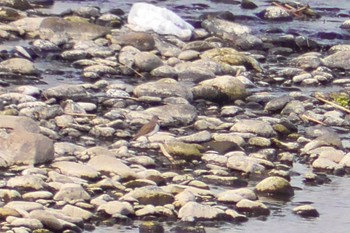 Common Sandpiper 境御嶽山自然の森公園(伊勢崎市)  Sun, 3/24/2024