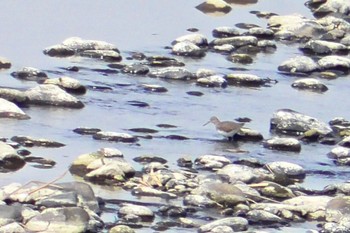 クサシギ 境御嶽山自然の森公園(伊勢崎市)  2024年3月24日(日)