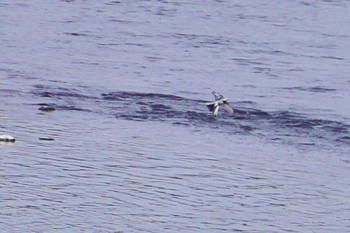 White Wagtail 境御嶽山自然の森公園(伊勢崎市)  Sun, 3/24/2024